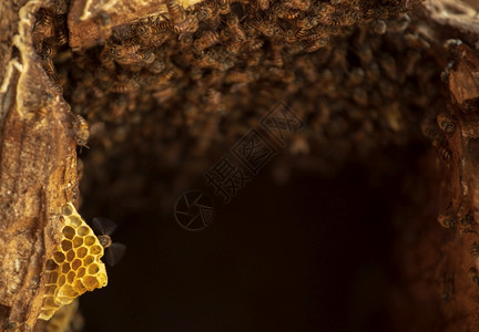 蜡蜂近距离观察蜜和甜在窝上的工作蜜忙碌图片