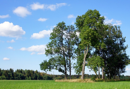 农村环境草有树和天空的风景图片