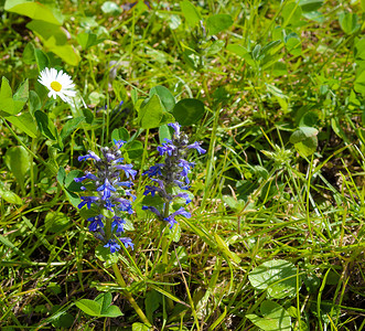 春天绿色草地中的青蓝森林花和菊凤梨目的图片