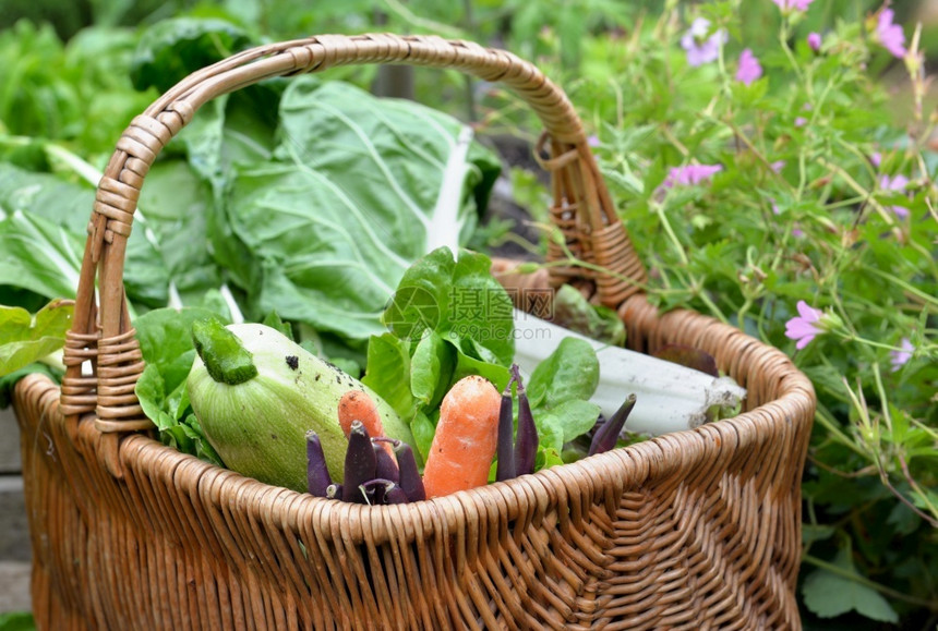 放在花开的菜园中放入一个柳子篮中的新鲜蔬菜生长闲暇食物图片