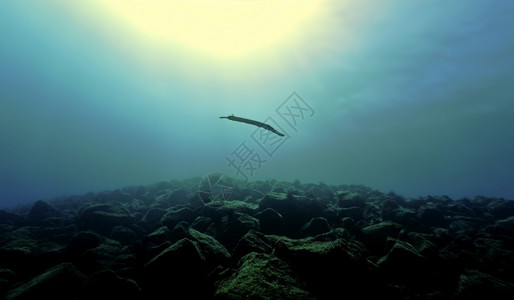 金丝雀独自的水潜图片