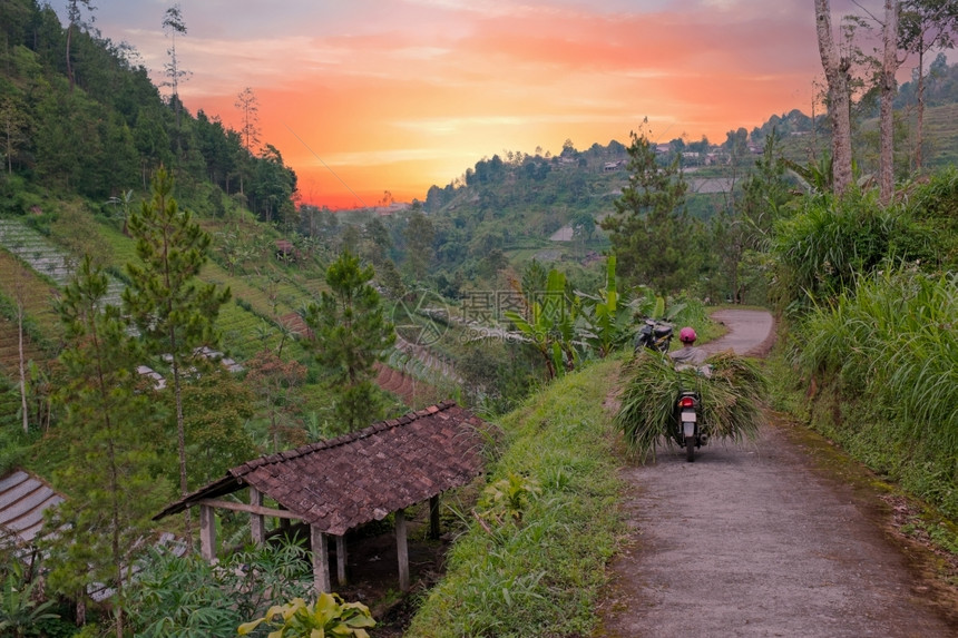 工人户外暮日落时从印度尼西亚爪哇出发在农村运输草地图片