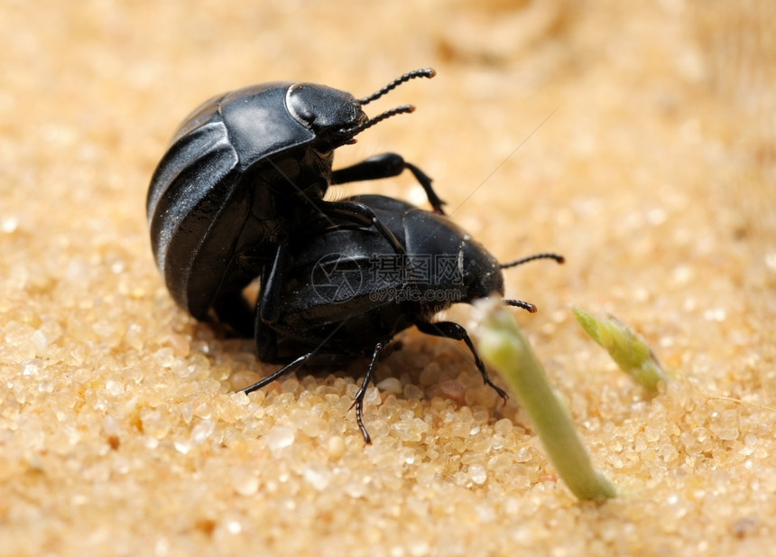 以色列沙漠中黑暗的甜甲虫漏洞伴侣春天图片