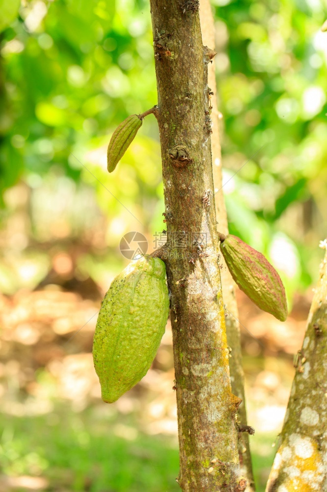 绿色CacaoTreeTheobromacacao自然界中的有机可果荚的生长图片