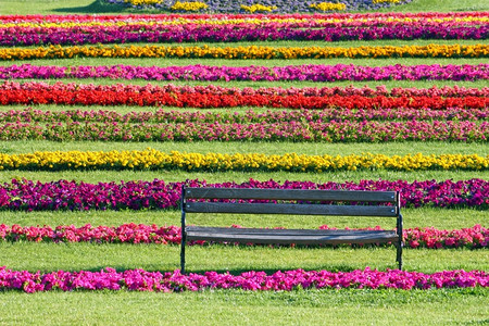 公园的空木板凳在多彩花朵前草木制的自然图片