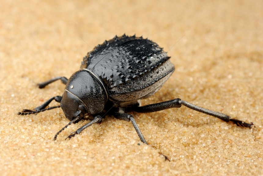户外伴侣以色列沙漠中染的黑甲虫变暗图片