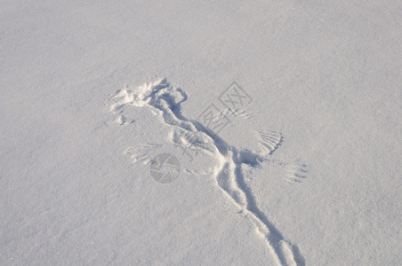 雪地上的鸟翅膀踪迹特写天气霜下雪的图片