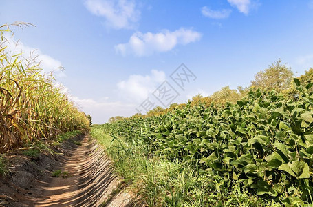 植物农村云以灌溉运河隔开的豆和玉米田图片