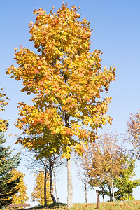 蓝天下的秋季树林图片