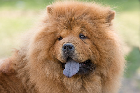 绿草上的食物蓝舌绿色犬类高清图片