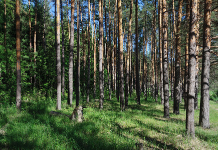 风景优美俄罗斯旅行草木林地貌松树干夏天图片