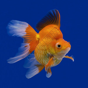 水族馆里美丽的金鱼自由荒野然图片