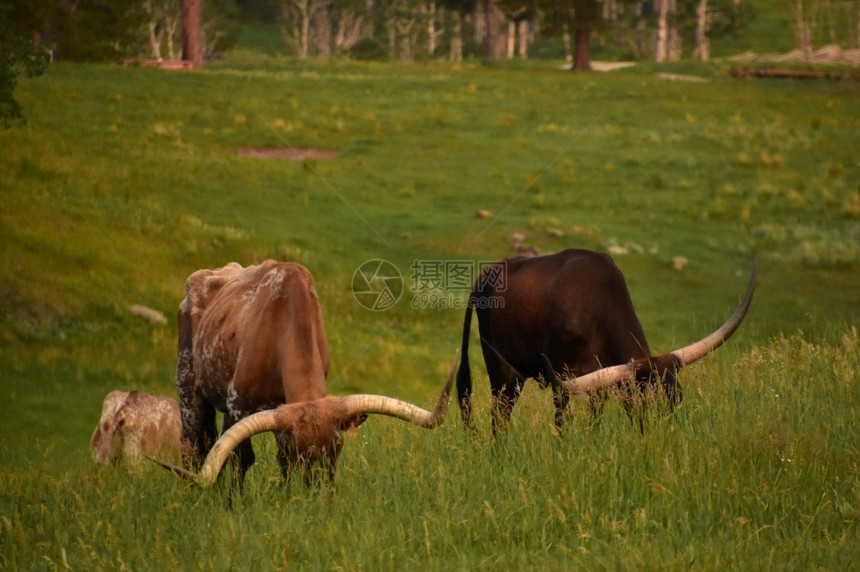 清晨放牧长角牛的田野早期草地引导图片