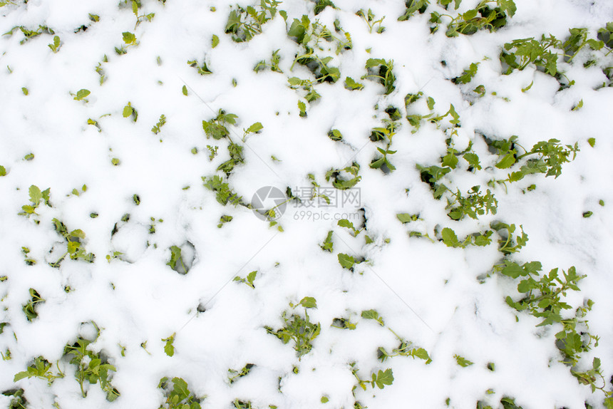 雪下的绿草户外色季节图片