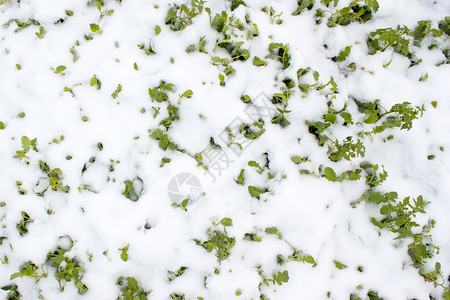 雪下的绿草户外色季节图片