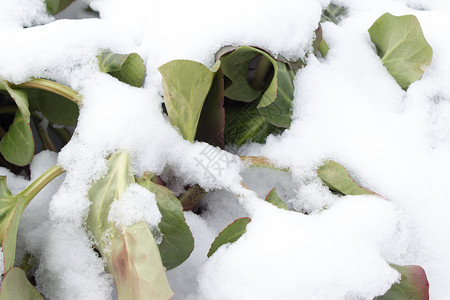 雪下的绿草季节白色背景图片