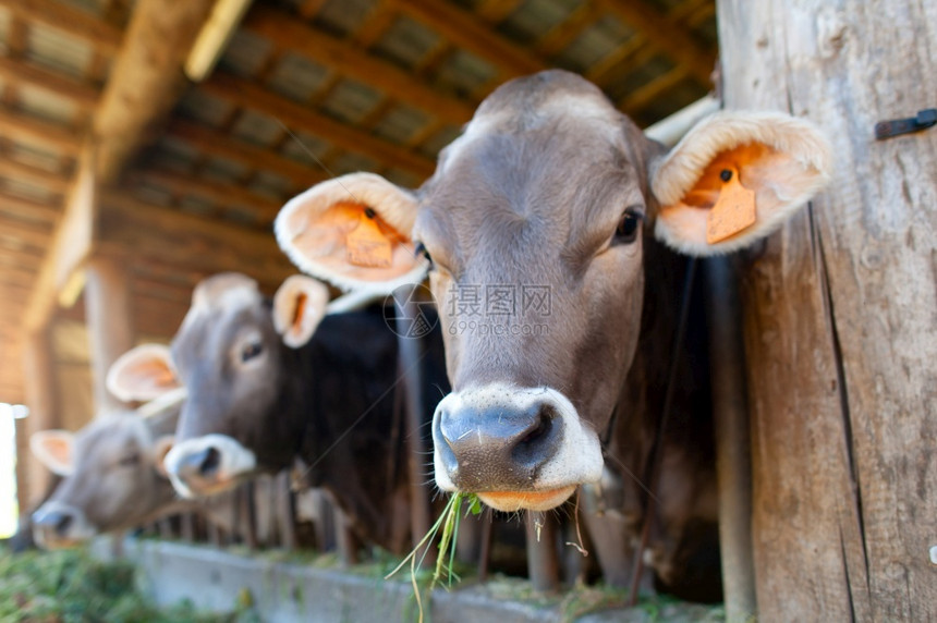 生产挤奶在意大利阿尔卑斯山的马棚里牛吃人公图片