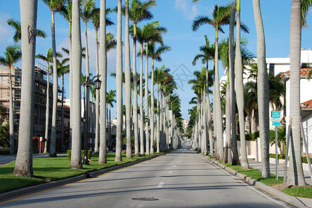 西方建造棕榈海滩有名的街道上树建筑学图片