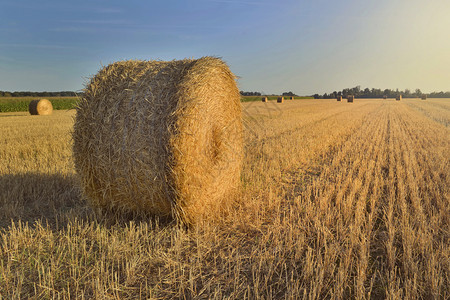 早晨一种日落时田里片干草地的风景优美农村观夏天背景图片