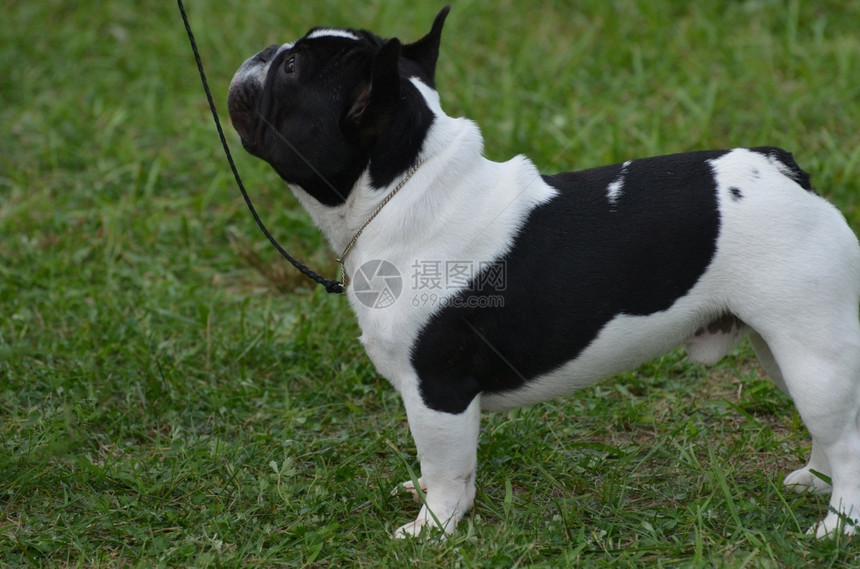 可爱宠物狗法国斗牛犬图片