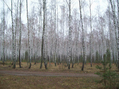 白色的户外自然农村森林树木和灌图片