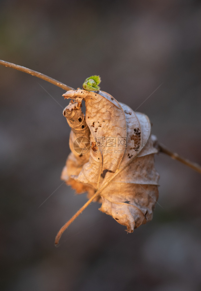 植物绞刑分支去年秋叶的干枯树挂在枝上春天有新鲜绿芽象征季节变化图片