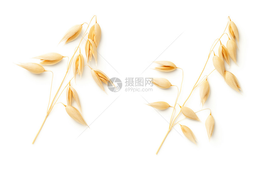白色背景上隔绝的燕子植物顶视图平面健康麦片生的图片