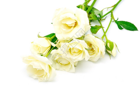 爱浪漫的美丽黄玫瑰白底色孤立自然图片