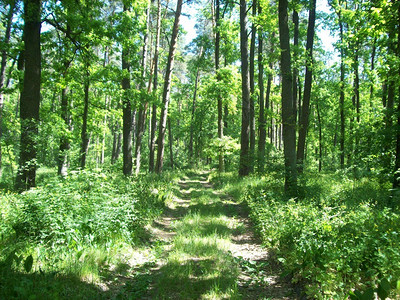 灌木丛春天保护农村森林树木和灌图片