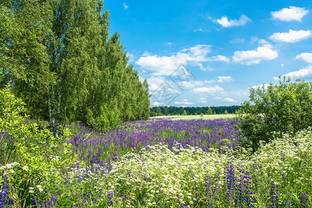 大叶场地阳光明媚的夏日俄罗斯一个盛大田地有鲜花胡椒晴天图片