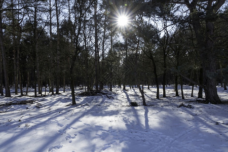 冬季阳光在森林中地上下雪植物公园白色的图片