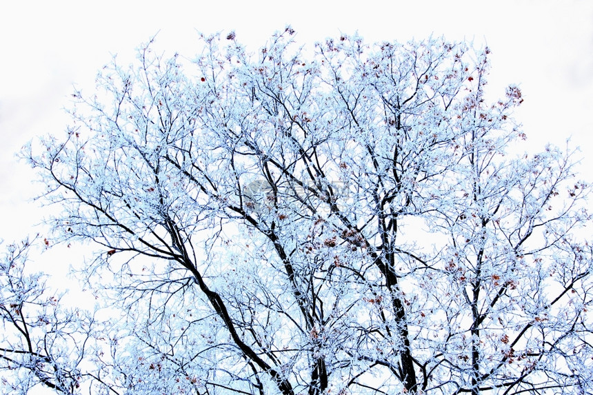 冬季风景树木上有雪覆盖的胡绿霜季节天景观图片