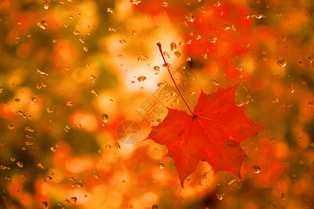 雨水中的红色枫叶图片