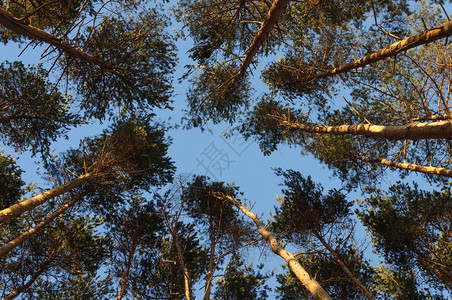 绿色阳光明媚的冬季森林中松树顶端俄罗斯晴天图片