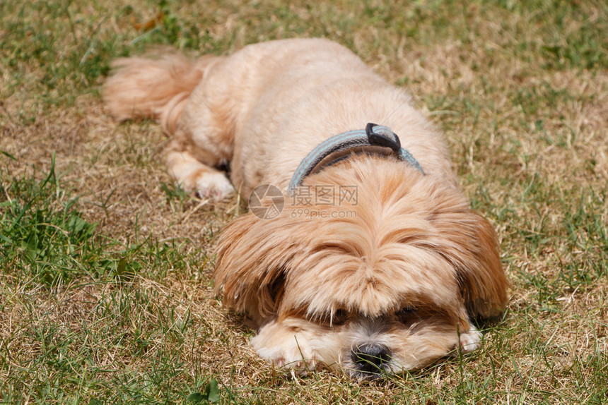 品种阿普索红拉哈萨波狗躺在花园里犬类图片