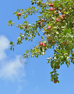 生长秋天苹果树枝的在蓝天背景下种植红果子绿色图片