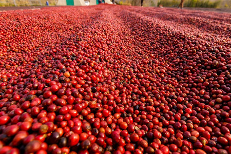 阳光下晾晒咖啡豆种植园背景图片