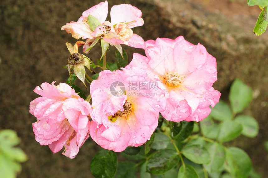 花园里的粉红玫瑰户外精美的丽图片