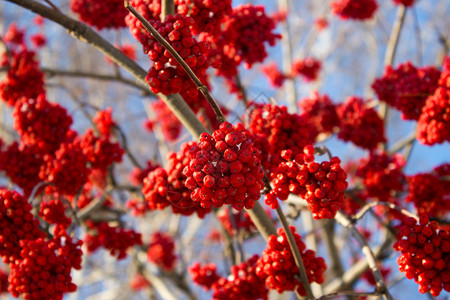 冻结树红冬罗旺灰莓图片