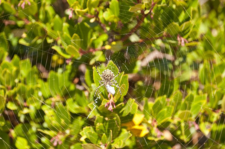 地中海蜘蛛网芳香细节图片