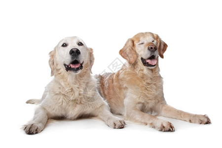 我是两只金皮狗在白色背景的前面右边狗是瞎了眼哺乳动物背景图片