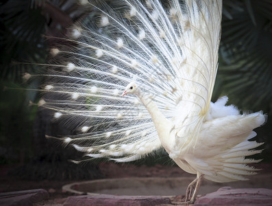 野鸡跳舞鸟类白色的雄印度孔雀有美丽的粉丝尾羽毛供雌繁殖图片