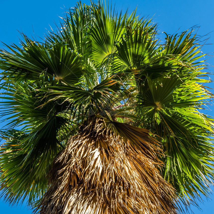 棕榈树的多彩图象绿色自然背景树干叶子植物群图片