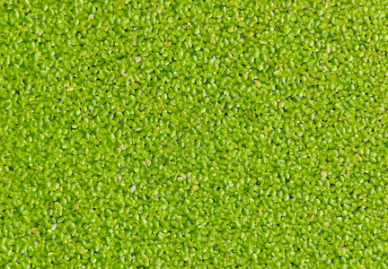 鸭草或小扁豆沼泽浮萍绿色图片