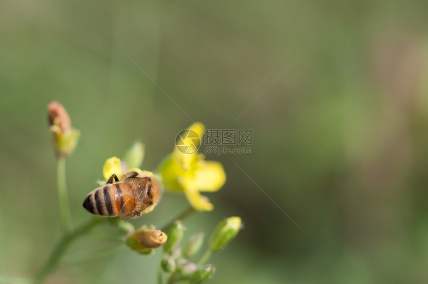花瓣一只蜜蜂在野生露可拉花蜜上收集粉在野生蜜上收集粉黄色的一种图片