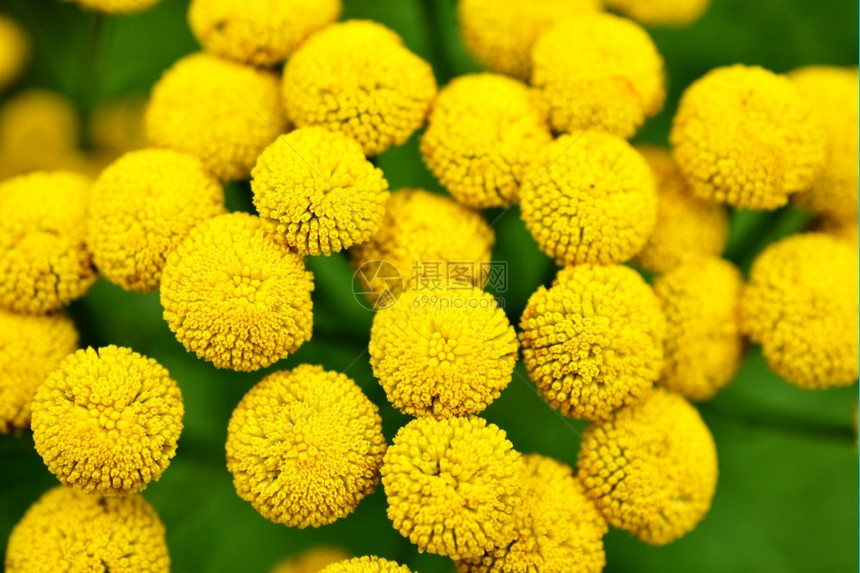 纽扣夏天雅各加古俗的花朵黄色图片