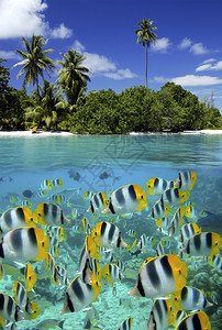 旅游热带环礁湖法属波利尼西亚的塔希提岛假期旅行高清图片