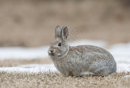 草地上的野兔高清图片