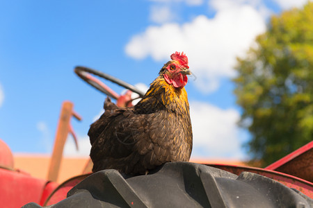 晴天农场拖拉机上的黑鸡法语国图片