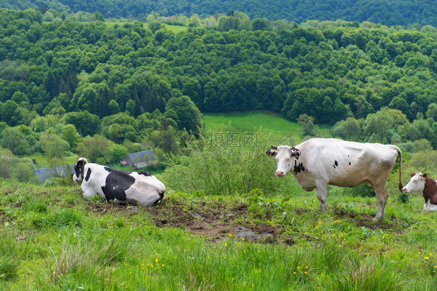 法国Auvergne的典型奶牛肉爬坡道维林克图片